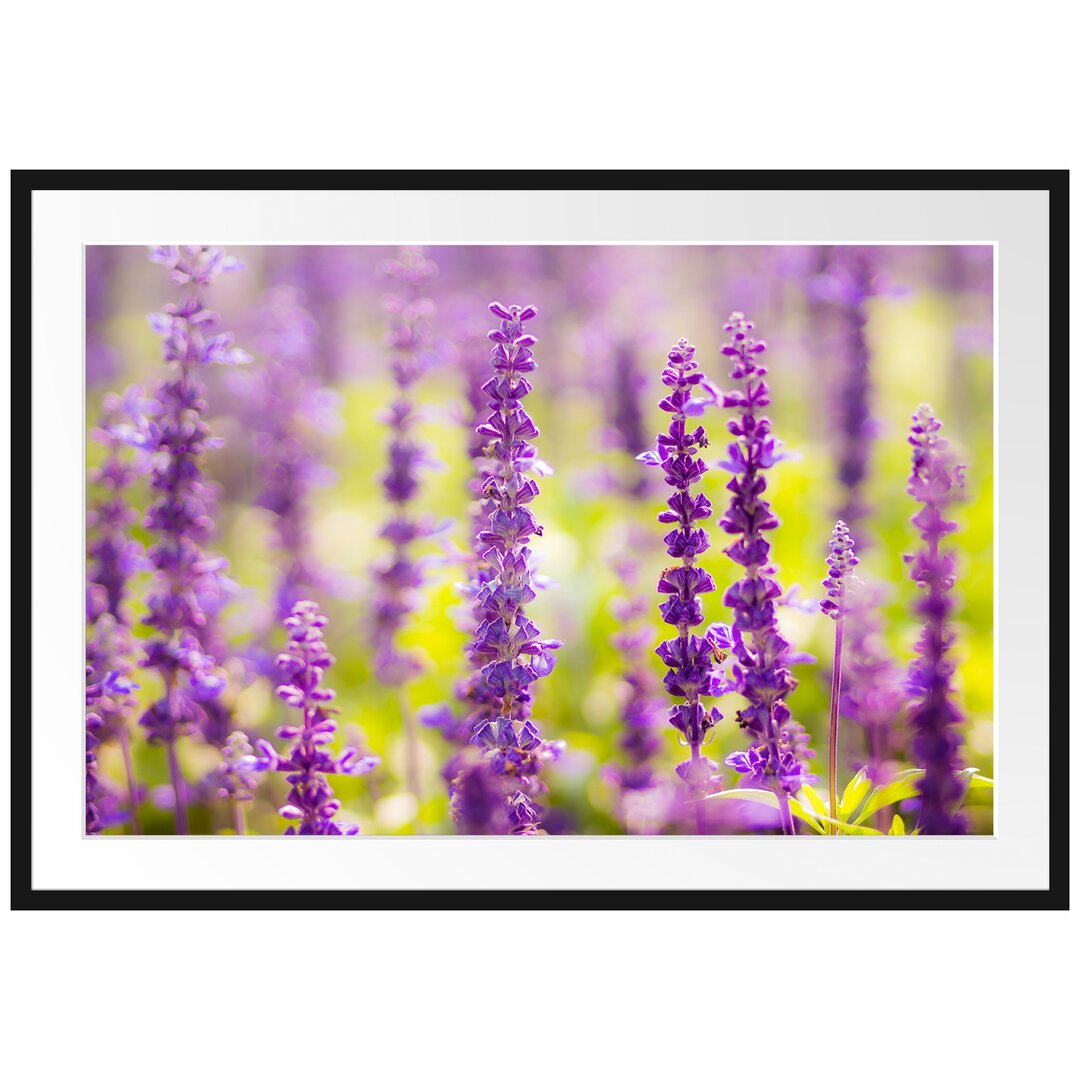 Gerahmtes Poster Schöne violette Lavendelblüten