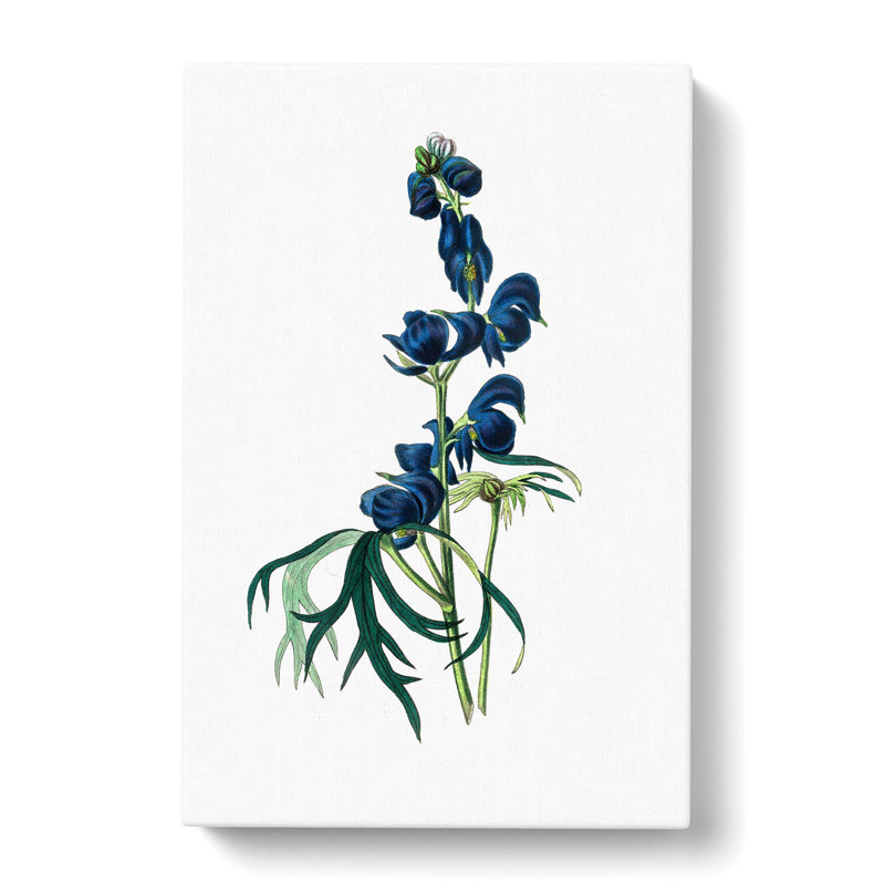 Wolfsbane Flowers Illustration - Wrapped Canvas Painting, 50cm H x 35cm W x 3cm D