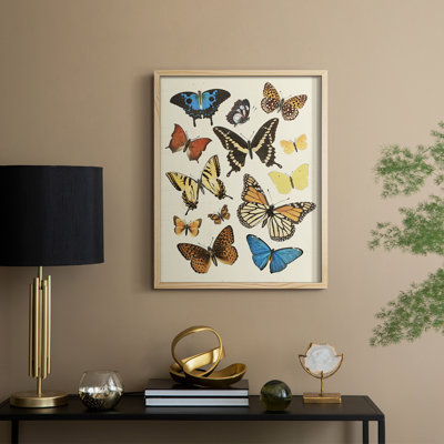 Collected Flutter II Framed Print - Solid Wood