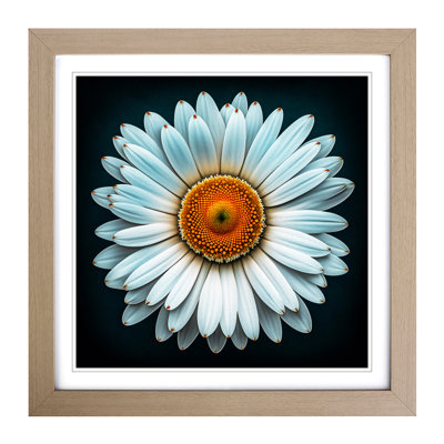Daisy Ornamental Art - Framed Print