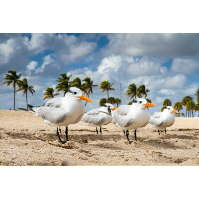 Terns Lined on Beach - Photographie sur toile tendue
