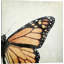 « the monarch », reproduction de photo sur toile tendue-74617137-74617138-74617139