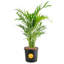 Cat Palm in Nursery Pot