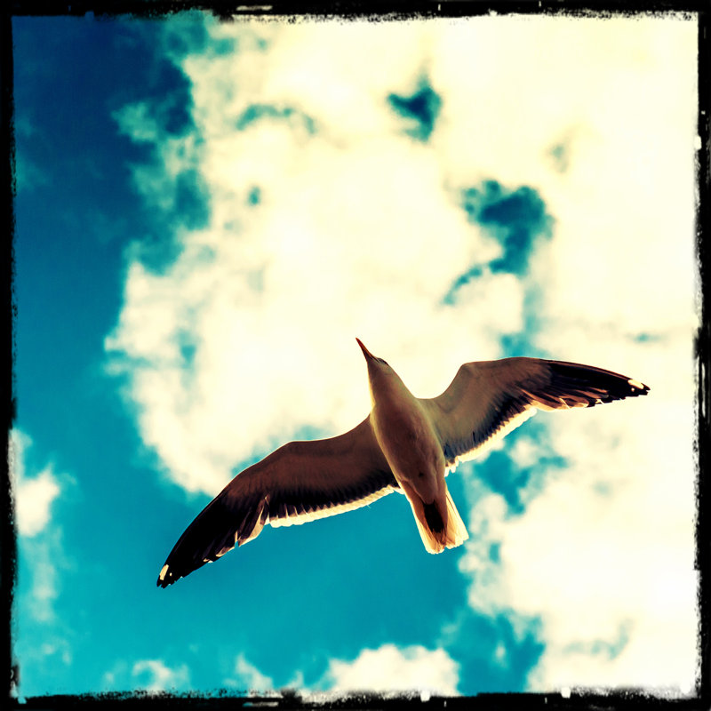 Retro Seagull by Beeldbewerking - No Frame Print on Canvas, 91cm H x 91cm W