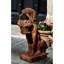 Dog Garden Statue-13913914
