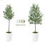 Olive artificielle 6 pi avec pot et mousse, plantes artificielles pour la décoration de bureau personnel-145626704