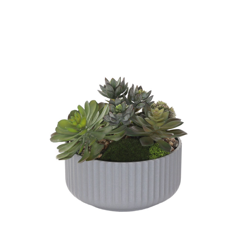 Fausse plante grasse, Gris