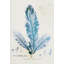Wormskioldia Print by Henry Bradbury-26772797-26772798