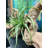 11'' Faux Succulent Plant