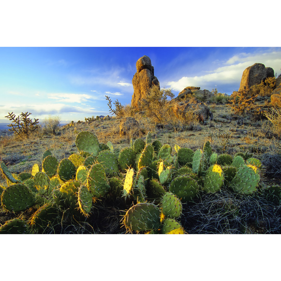 Desert With Cactus And Rock Formation Landscape Sunset von Amygdala_imagery - No Frame Kunstdrucke auf Leinwand