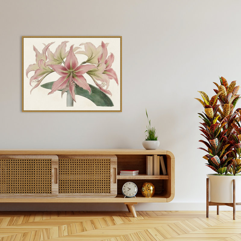 «Amaryllis Varietals I» par Bette Ridgeway, reproduction d'art sur toile encadrée, H 32 po x l 42 po