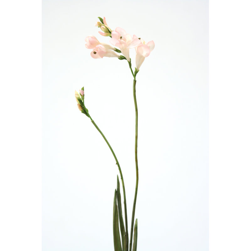 Jet freesia, Rose champagne