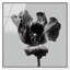 Tidal Wilt II Print by Oliver Gal-758993414-758993411
