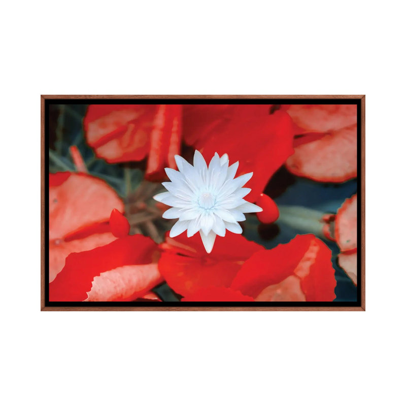 Red Dahlia Flower by Glauco Meneghelli - Floater Frame Print on Canvas