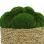 Organic Modern Moss Arranged in Large Strawgrass Pot-796183782