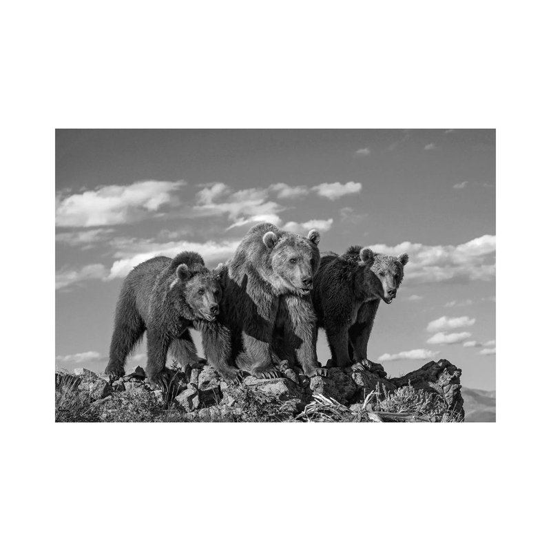 Grizzly Bear Mother With Two One Year Old Cubs, North America - Wrapped Canvas Print, 30.48 cm H x 45.72 cm W