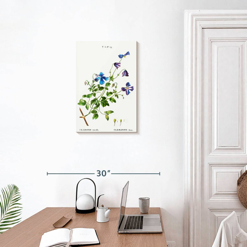Harnek Clematis Viticella, 24" H x 16" W