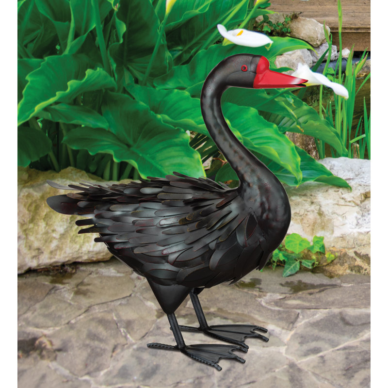 Cygne noir 18 po
