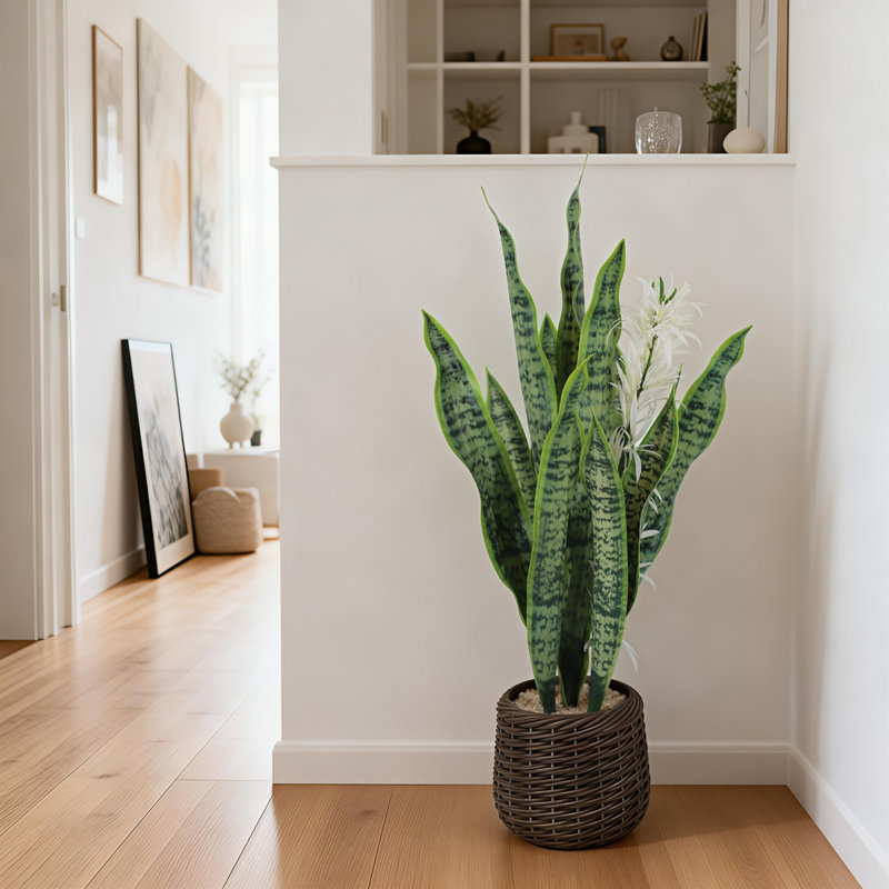 20.2cm Plant, 25.2cm H x 25cm W x 74cm D