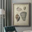 «Vintage Shell Study II», reproduction d'art sur toile encadrée-2116877344