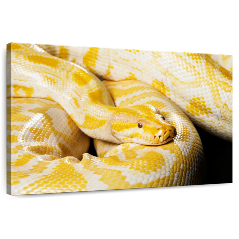Brampt Albino Burmese Python, 16" H x 24" W