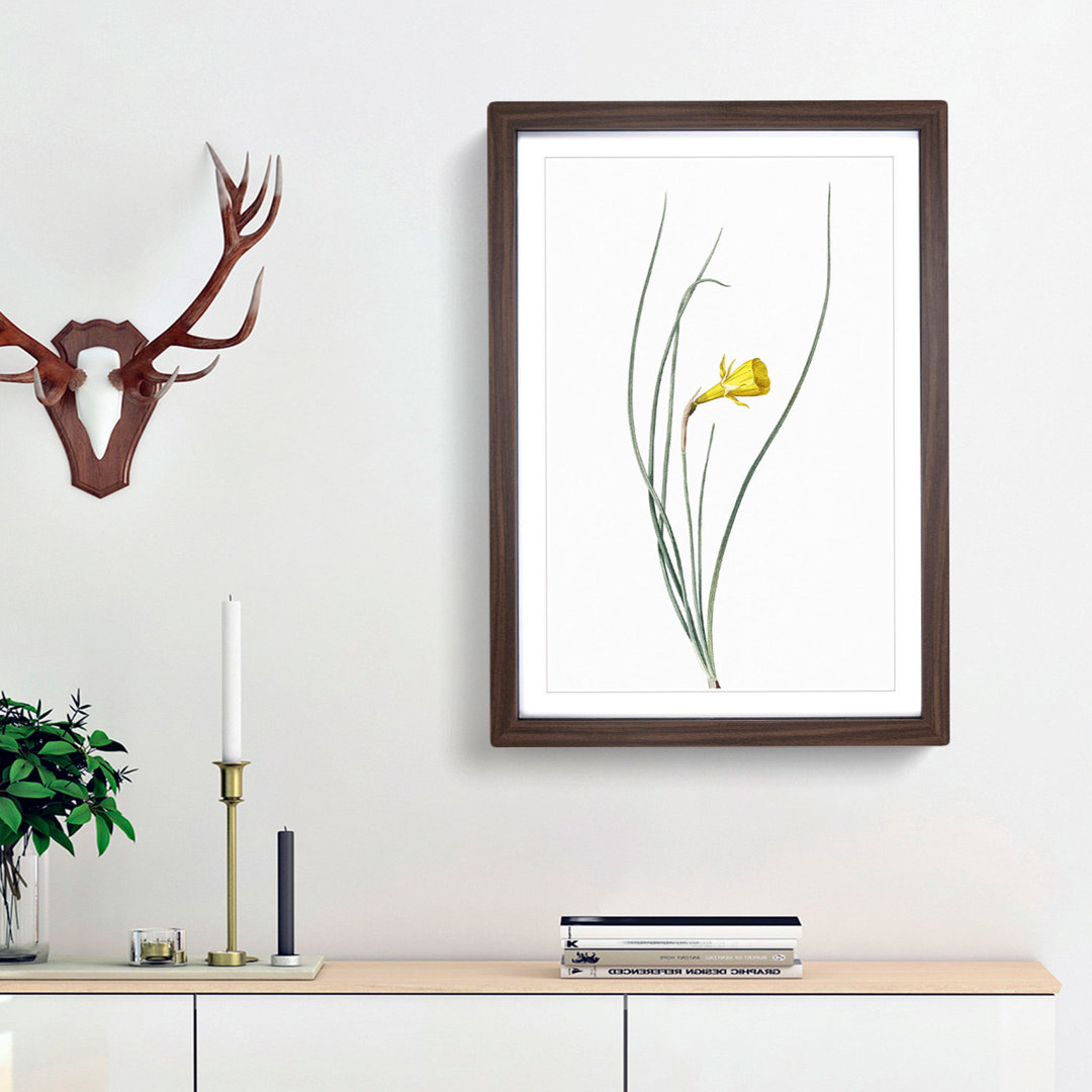 Daffodil by Pierre-Joseph Redoute - Framed Print