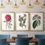 Roseat Blooms IV - reproduction encadrée sur mesure de qualité supérieure mate - 3 pièces-913181146-913181145