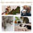 Harshad Cat Perch-761264552-761264494