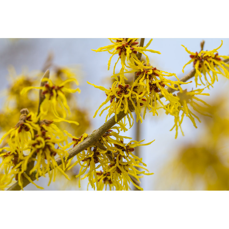 Wild Witch Hazel Blossom par Hildaweges - photographie sur toile tendue, H 8 po x l 12 po
