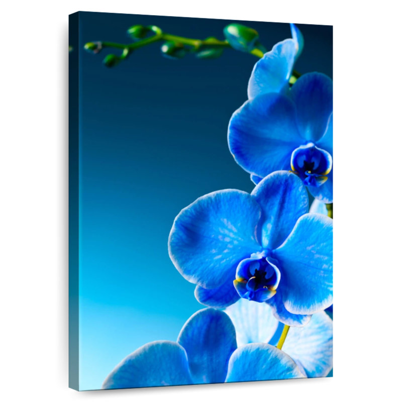 Orchidée bleue Harnek, H 24 po x l 16 po