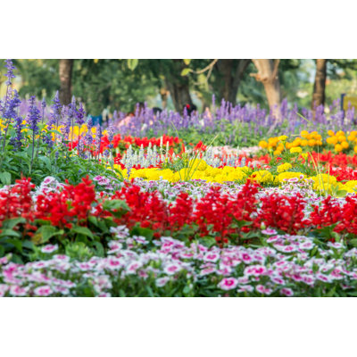 Flower Garden by Aphichart - Wrapped Canvas Print