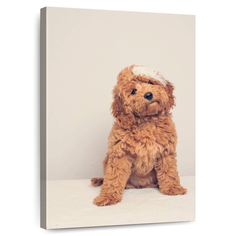 Cockapoo Puppy, 36" H x 24" W
