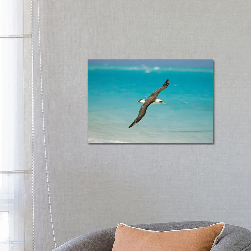 Laysan Albatross Navigating Across Ocean From North Pacific Feeding Grounds To Breeding Colony, Midway Atoll, Hawaii by Tui De Roy - Wrapped Canvas Print