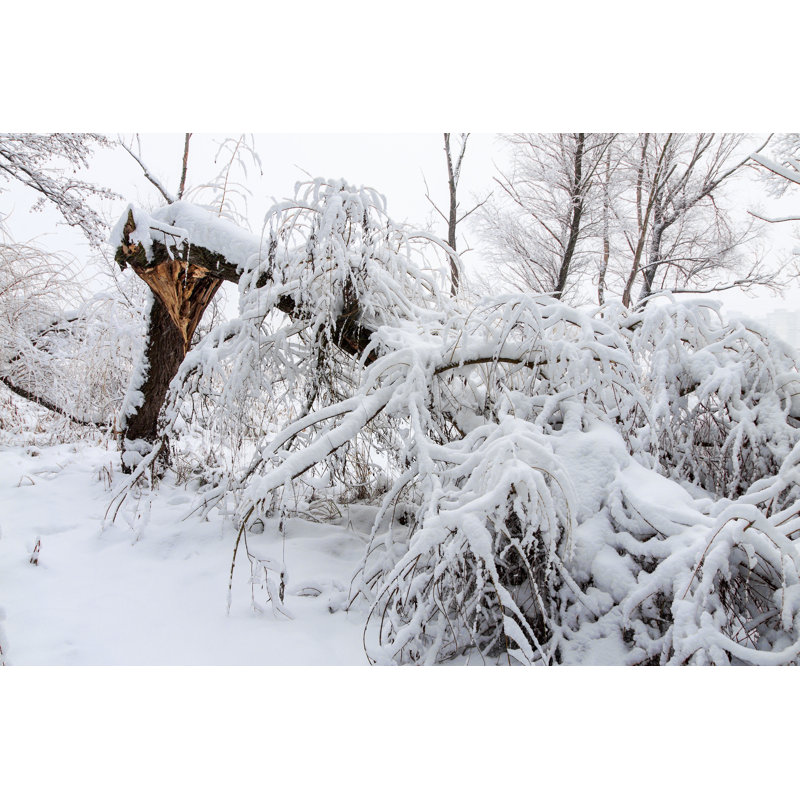 Broken Tree - Wrapped Canvas Print, 30cm H x 46cm W x 3.8cm D