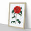 Crimson Camellia Flower - Framed Print-55490528-55490530