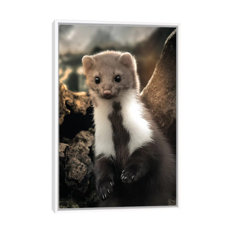 The Cute Weasel by Zenja Gammer - Print on Canvas, 66.04 cm H x 45.72 cm W x 3.175 cm D, White Framed
