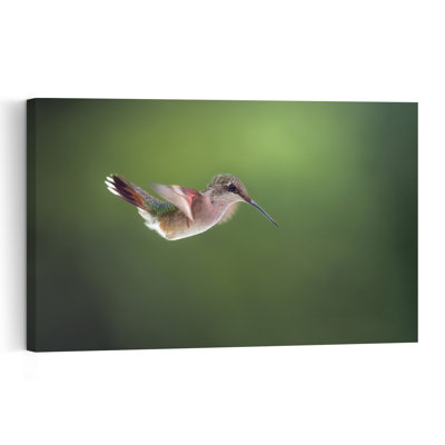 Graceful Hummingbird Flight Delicate Elegant Contemporary Hummingbird Bird Forest Nature Wall Art Print by Atul Saluja - Print