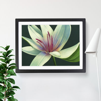 Dashing Lily Flower - Framed Print