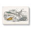 Various Seals XLVII by Oliver Goldsmith - Wrapped Canvas-55370035