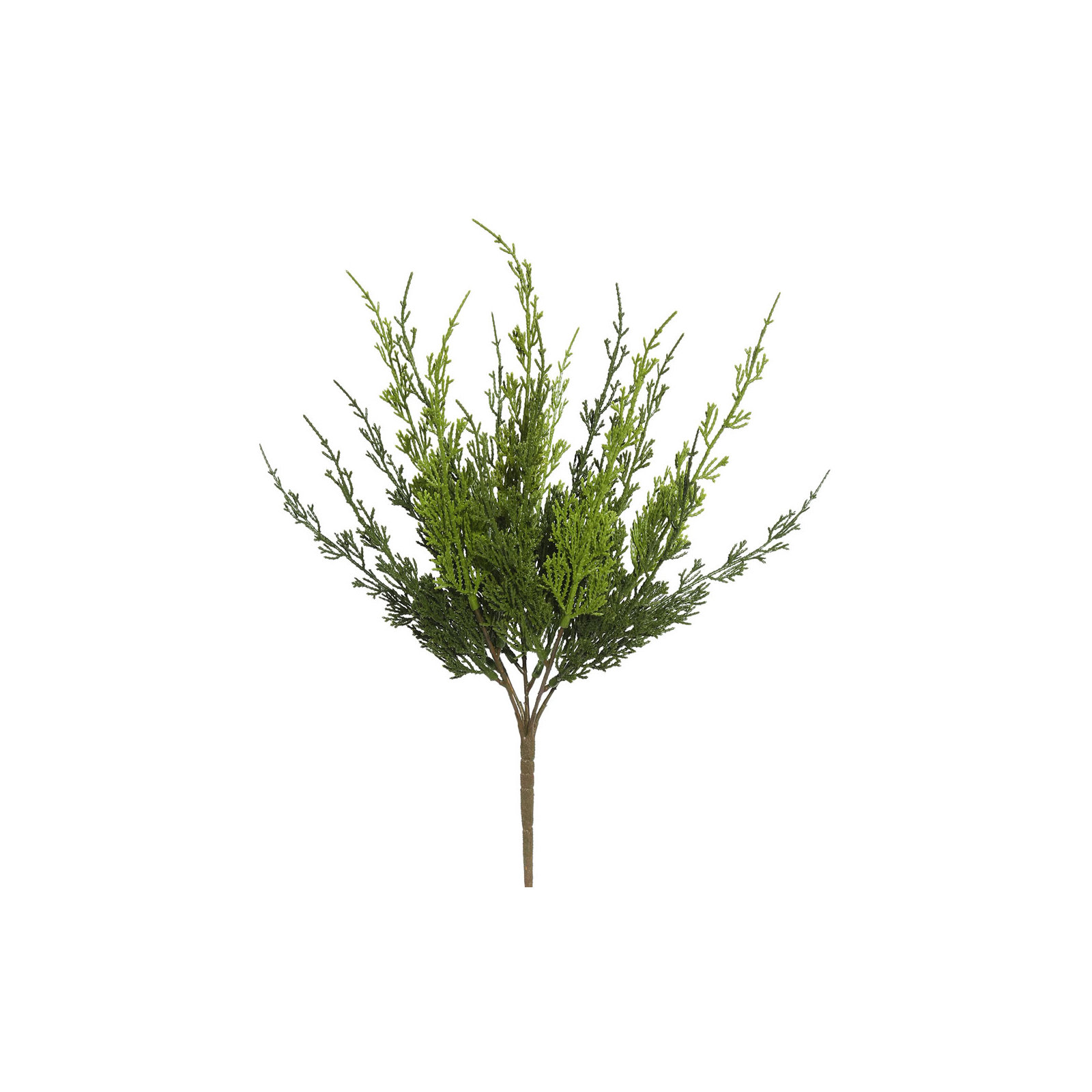 Monterey Cypress Bush