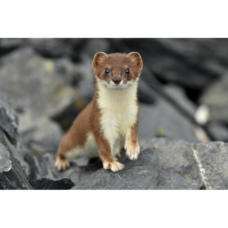 Ermine 1200548895, 20cm H x 30cm W