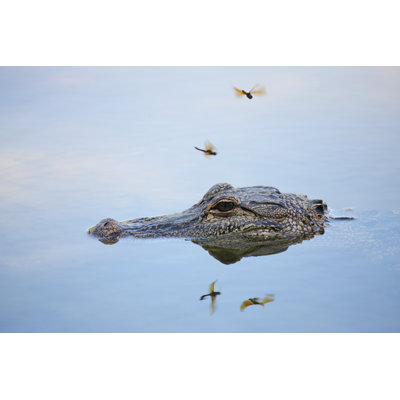 Helfrich Wild Alligator - Wrapped Canvas Print