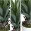Agave 27 po plante artificielle avec pot-28920036