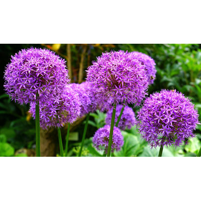 " Alium "