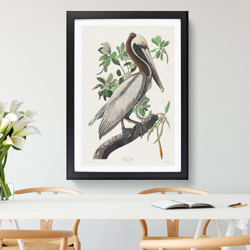 Brown Pelican by John Audubon - Picture Frame Graphic Art Print on MDF, Black Framed, 48cm H x 36cm W x 2cm D
