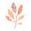 «Botanical Sketches III Spice» par Anne Tavoletti - Peinture-667498836-633198606-633198609