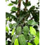 Hand-Made Primrue Giant 6.5'' Artificial Ficus Tree