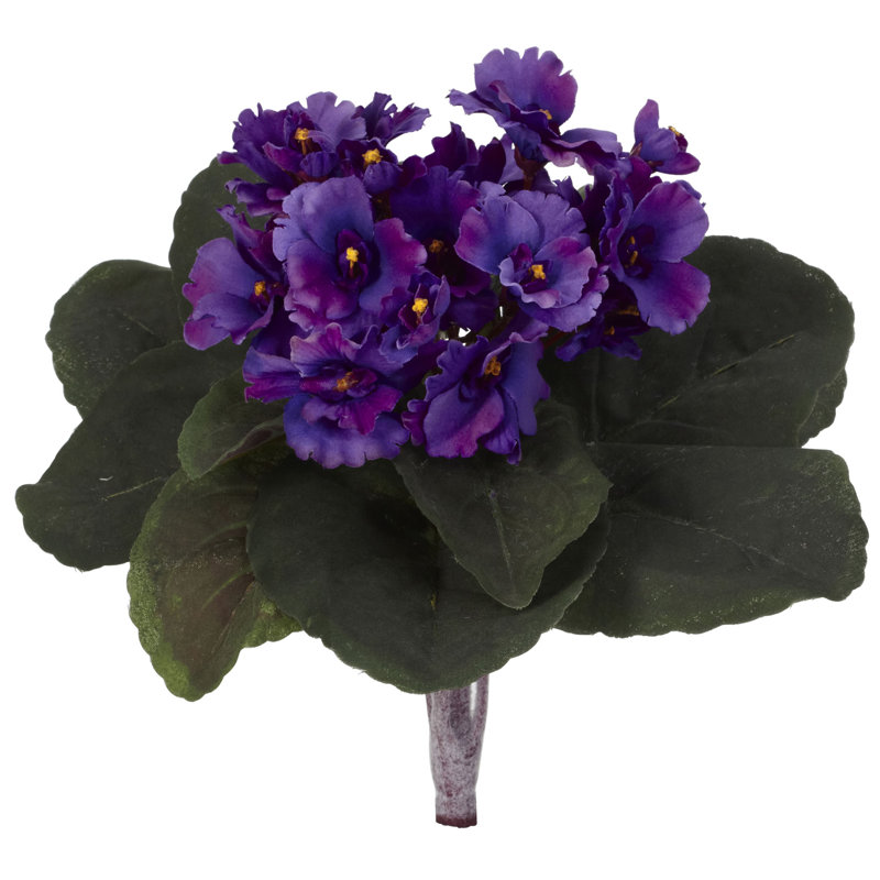 Buissons violets d'Afrique, Mauve