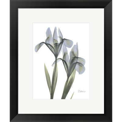 «Blue Floral X-Ray Iris» par Albert Koetsier - impression encadrée