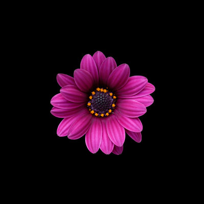 " Osteosperumum Flower Daisy "